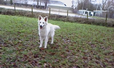 Fotos/sterre/24 december/P111210_12.44[1].jpg
